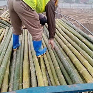 khai thác cọc tre