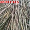 khai thác cọc tre gai tươi