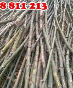 khai thác cọc tre gai tươi