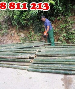 khai thác cọc tre tươi