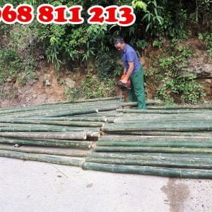 khai thác cọc tre tươi