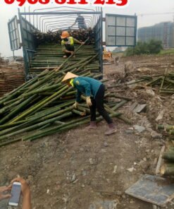 khai thác, vận chuyển cọc tre