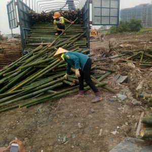 khai thác, vận chuyển cọc tre
