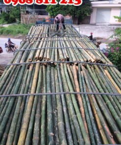 khai thác, vận chuyển cọc tre