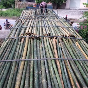 khai thác, vận chuyển cọc tre