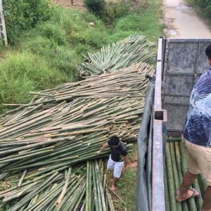 khai thác, vận chuyển cọc tre