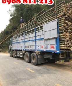 phân phối cọc tre luồng trên toàn quốc