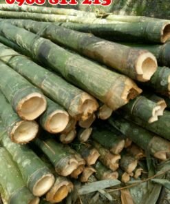 tre bương đạt chuẩn