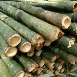 tre bương đạt chuẩn