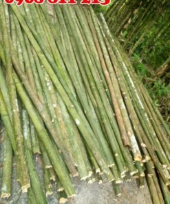 tre bương tươi 100%