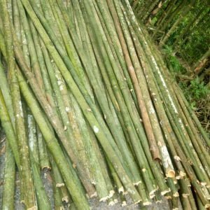 tre bương tươi 100%