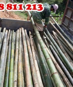 tre luồng tươi dài 9-10m