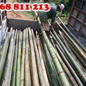 tre luồng tươi dài 9-10m