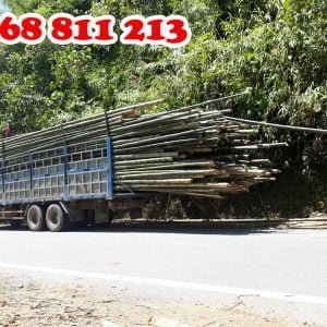 vận chuyển cây tre luồng