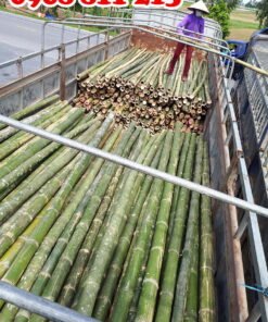 vận chuyển cọc tre
