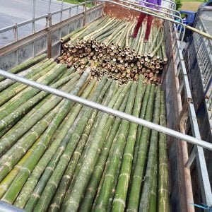 vận chuyển cọc tre