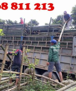 vận chuyển cọc tre