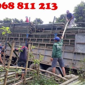 vận chuyển cọc tre