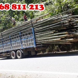 vận chuyển cọc tre dài