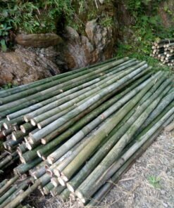Cọc Tre 2 m