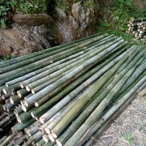 Cọc Tre 2 m