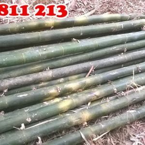 Cây hóp đá tươi