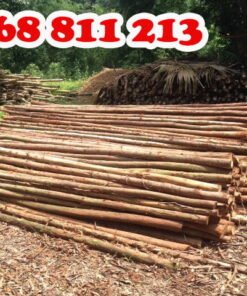 cây chống bạch đàn