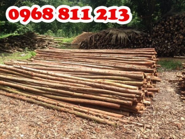 cây chống bạch đàn