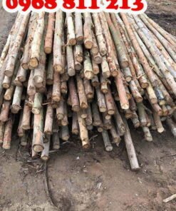 cây chống bạch đàn các loại