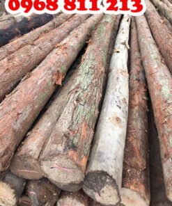 cây chống bạch đàn chất lượng