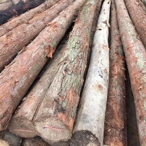 cây chống bạch đàn chất lượng