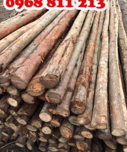 cây chống gỗ bạch đàn