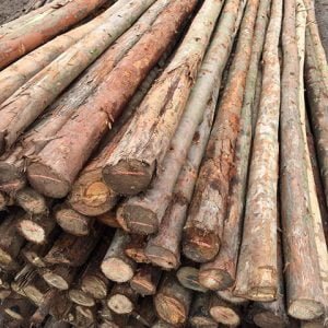 cây chống gỗ bạch đàn