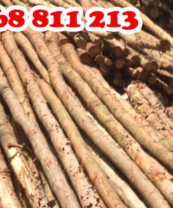 cây chống gỗ bạch đàn tốt