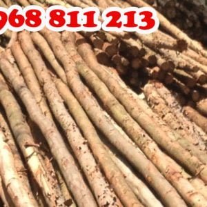 cây chống gỗ bạch đàn tốt