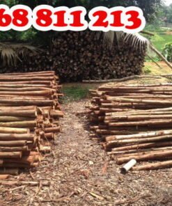 cây chống gỗ bạch đàn tươi