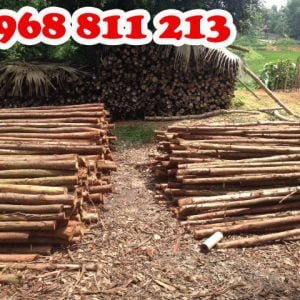 cây chống gỗ bạch đàn tươi