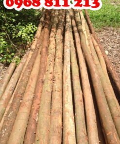 cây chống gỗ bạch đàn tươi thẳng