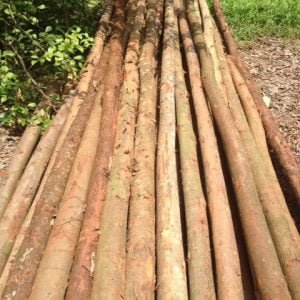 cây chống gỗ bạch đàn tươi thẳng