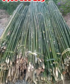 cây dóc, cây dèo lứa