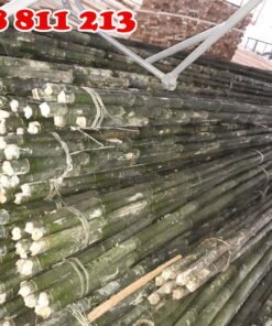 cây dóc, cây hóp sào