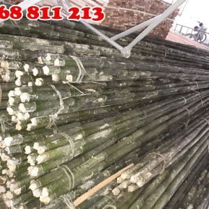 cây dóc, cây hóp sào