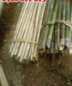 cây dóc cây nứa