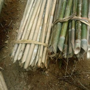 cây dóc cây nứa