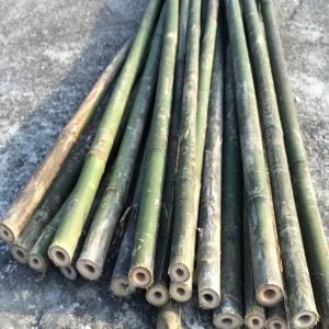 cây dóc cây sặt