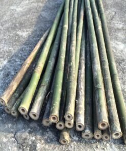 cây dóc cây sặt