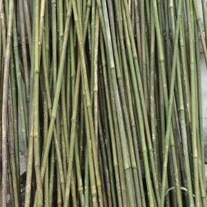 cây dóc cây sặt tại coctre88