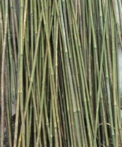 cây dóc cây sặt tại coctre88