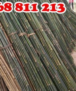 cây dóc, sặt chất lượng