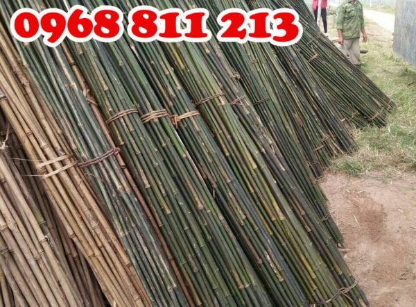 cây dóc, sặt chất lượng
